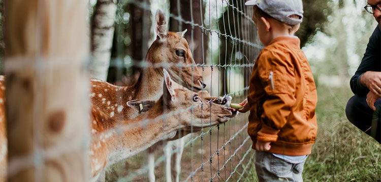 planes niños zoo