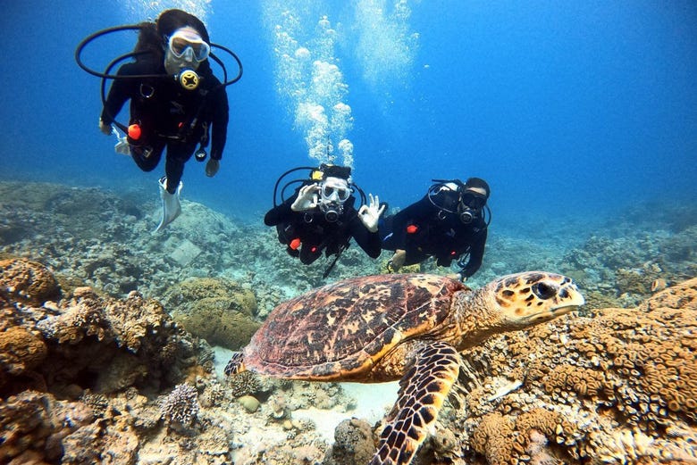buceo-mar-rojo-golfo-aqaba